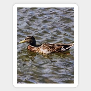 Female Mallard Duck Sticker